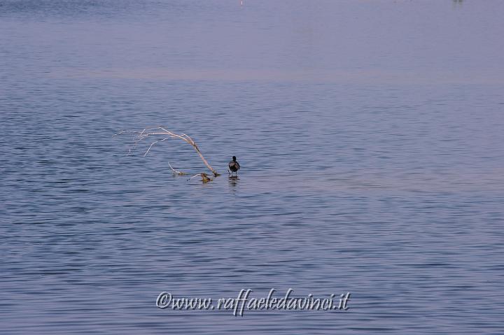 11.5.2011 Saline di Priolo con Antonella (172).jpg